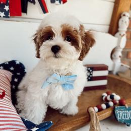 Buzz - White male Cavapoo puppy in Mesa, Arizona from Pedersendoodles