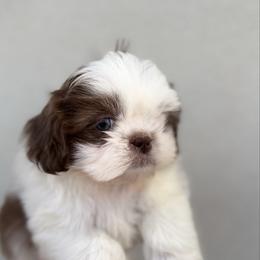 Boy 3 - Liver and white male Shih Tzu puppy in Seguin, Texas from Dolled Up Shih Tzus