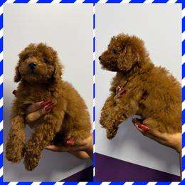 Max - Red  male Poodle puppy in Anaheim, California from SoCal Toy Poodles
