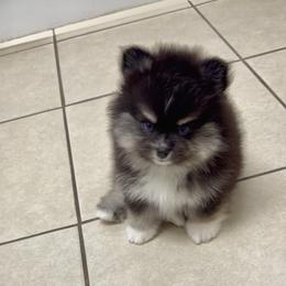 Goose - Black male Pomsky puppy in Long Grove, Illinois from Windy City Pomsky