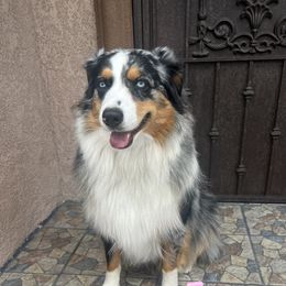 Rampaige - Australian Shepherd