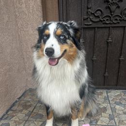 Rampaige - Australian Shepherd