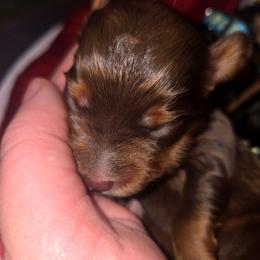 Twix (Mr. Brown) - Red tri-color male Aussiedoodle puppy in Dolan Springs, Arizona from High Desert Companions