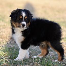 Toy Australian Shepherd puppies from Shooting Stars Ranch Toy and Mini Aussies
