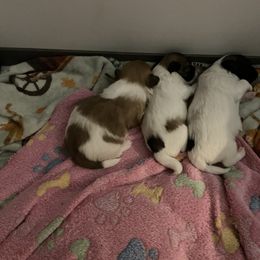 Coton de Tulear and Dutch Shepherd Puppies from Early Bird Kennels