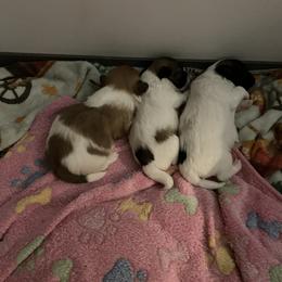 Coton de Tulear and Dutch Shepherd Puppies from Early Bird Kennels