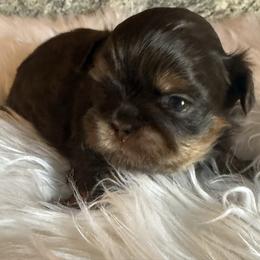 Prancer - Chocolate and tan male Shih Tzu puppy in Connersville, Indiana from Anna’s Farmhouse Shihtzus