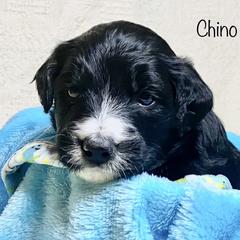 Bordoodle Puppies from Smarti Doodles