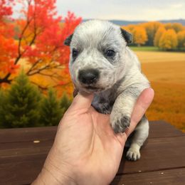 Durango - no mask - Blue male Australian Cattle Dog puppy in Kalispell, Montana from BTR Australian Cattle Dogs