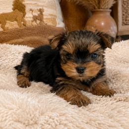 Simba - Black and tan male Yorkshire Terrier puppy in West Fargo, North Dakota from A Yorkie Tale