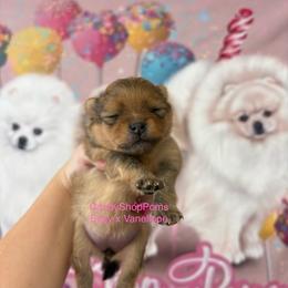 Orange Girl - Orange female Pomeranian puppy in Lehi, Utah from Candy Shop Poms