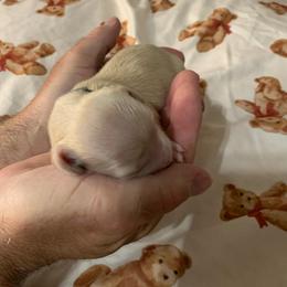 Girl 2 - Cream female Dachshund puppy in Vinton, Iowa from Lerch Family Dachshunds