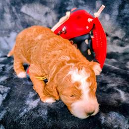 John - Parti male Goldendoodle puppy in Western Massachusetts, Massachusetts from Magical Goldendoodles of Pioneer Valley, MA