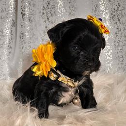 Yellow F - Black and gold female Yorkshire Terrier puppy in Denver, Colorado from Melrey's paws