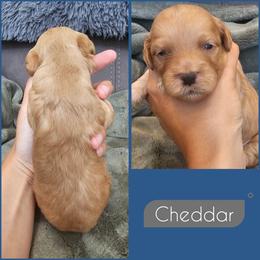 Cheddar - Golden male Cockapoo puppy in Zanesville, Ohio from Southtown Doodles LLC