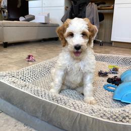 Paisley - Parti female Goldendoodle puppy in Sugarcreek, Ohio from True Hearted Doodles