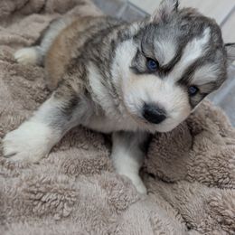 Boy 2 - Gray and white Siberian Husky puppy in Calhoun County, Alabama from Southern Spirit Howlin' Huskies