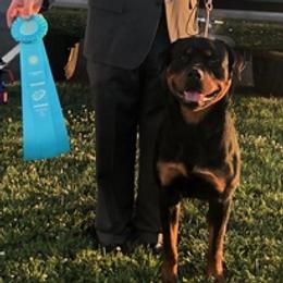 Rottweilers from Armata Rottweilers
