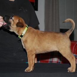 Belgian Malinois Puppies from Pyrex Kennels