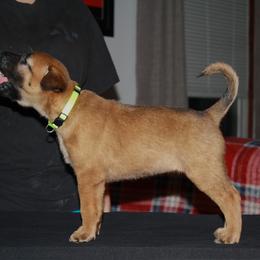 Belgian Malinois Puppies from Pyrex Kennels