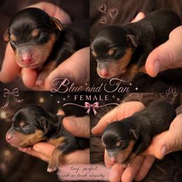 Girl 1 - Gray (blue) and tan female Dachshund puppy in Bakersfield, California from Dingle’s Dog House