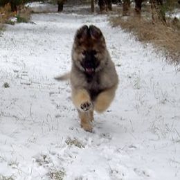 German Shepherd Puppies from Von Lindesfarne
