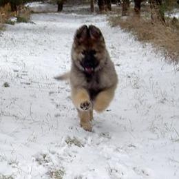German Shepherd Puppies from Von Lindesfarne