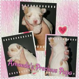 Aurora - Parti female Yorkshire Terrier puppy in Wartburg, Tennessee from Amanda's Precious Pups