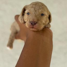 Romeo - Apricot male Poodle puppy in Deltona, Florida from Poodles by CNC
