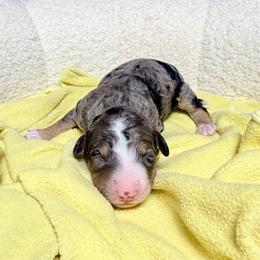 Girl 2 - female Australian Mountain Doodle puppy in Blue Springs, Missouri from Jeanie’s Doodles