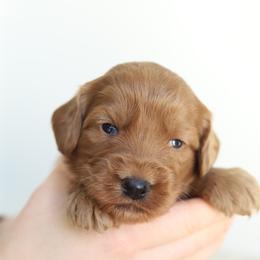 Red - Red male Australian Labradoodle puppy in Williamstown, New York from Lewis Manor Labradoodles