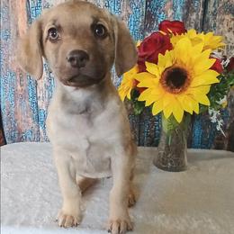Girl 3 - Deadgrass female Chesapeake Bay Retriever puppy in Laporte, Minnesota from Northern Odyssey Gun Dogs