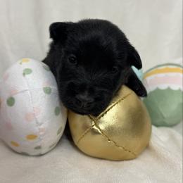 Boy 1 - Black male Scottish Terrier puppy in Scurry, Texas from Starlight Scotties of Texas