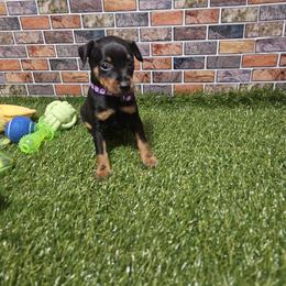 Davy - Black and tan male Miniature Pinscher puppy in Baton Rouge, Louisiana from Pike's Pups