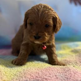 Angel - Apricot female Cavapoo puppy in Gainesville, Florida from Alyssa Xxweetdoodles