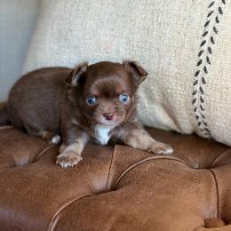 Ace - Chocolate and tan male Chihuahua puppy in Beaumont, Texas from Down south pups