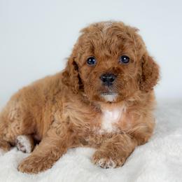 Ted - Red male Cockapoo puppy in Pledger, Texas from Sugarbear Cockapoos