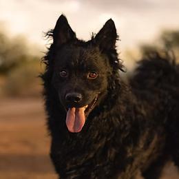 Brik - Croatian Sheepdog