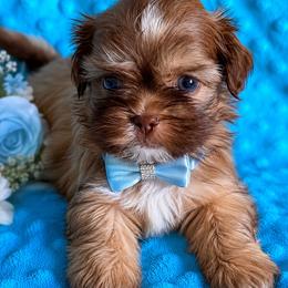 Boy 3 - Tricolor male Shih Tzu puppy in Florida from Shih tzus and Shorkies Galore