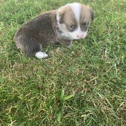 Pembroke Welsh Corgi Puppies from Red Wagon Farm