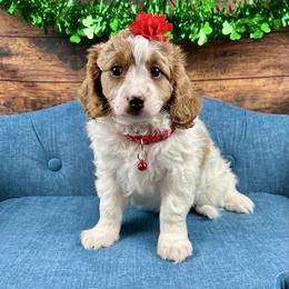 Cinderella - Blenheim female Cavapoo puppy in Lancaster, Missouri from Cavapoo Acres