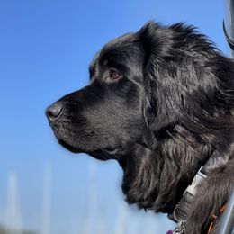 Willow - Newfoundland