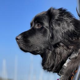 Willow - Newfoundland