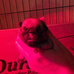 Keeley - Fawn female Pug puppy in Lugoff, South Carolina from Peak Bullies and Pugs SC