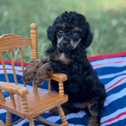 Patriot - Phantom male Poodle puppy in Ardmore, Oklahoma from The Poodles of Green Acres