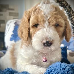 Pink - Parti female Goldendoodle puppy in Helena Valley Northeast, Montana from Joy Meadows Goldendoodles
