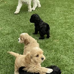 Assorted Doodle Crosses and Cockapoo Puppies from Frosty Acres Cockapoos and Doodles