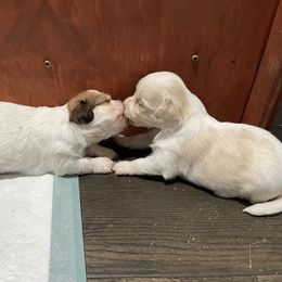 Charlie - Fawn sable male Havanese puppy in Cochran, Georgia from Dean Supreme