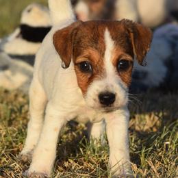 Cricket - White and tan female Parson Russell Terrier puppy in Menifee, California from Wendover Terriers