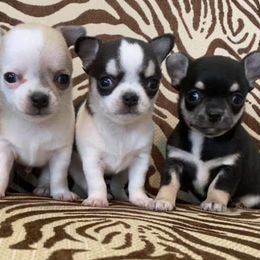 Chihuahuas from Butterfly Burrows Chihuahuas